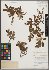 Foto von Salix waldsteiniana Willd.